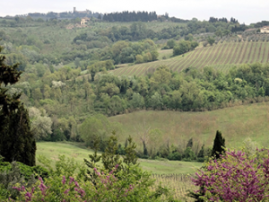 写真２フィレンツェ近郊の丘