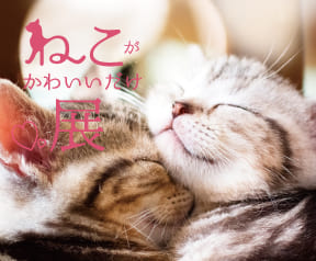 ねこがかわいいだけ展 19年7月日 土 よりイベントラボで開催 お知らせ ナレッジキャピタル