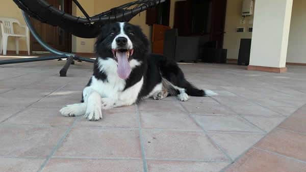 Patrick Saracco - PS Border Collie