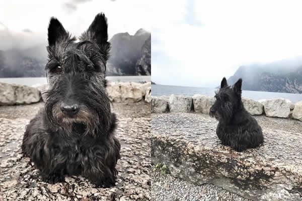 Patrick Saracco - PS Scottish terrier 2