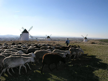 風車と羊